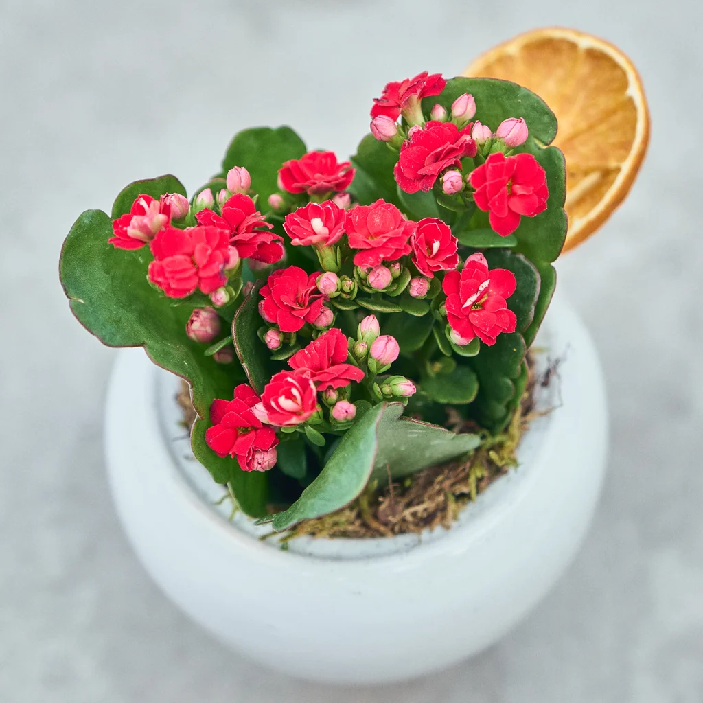 Vazoda Kırmızı Kalanchoe - 3