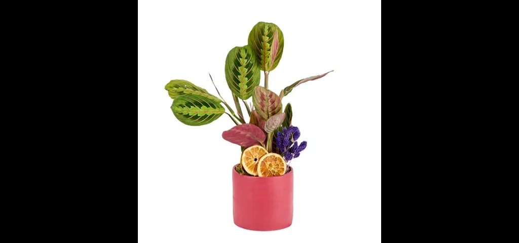 Saksılı Dua Çiçeği