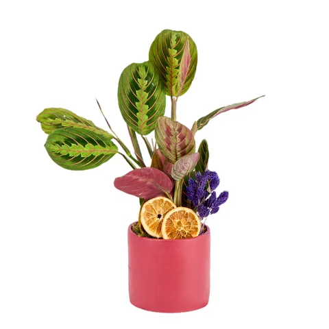 Saksılı Dua Çiçeği