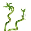 Fresh Bambu (60 cm) - 2