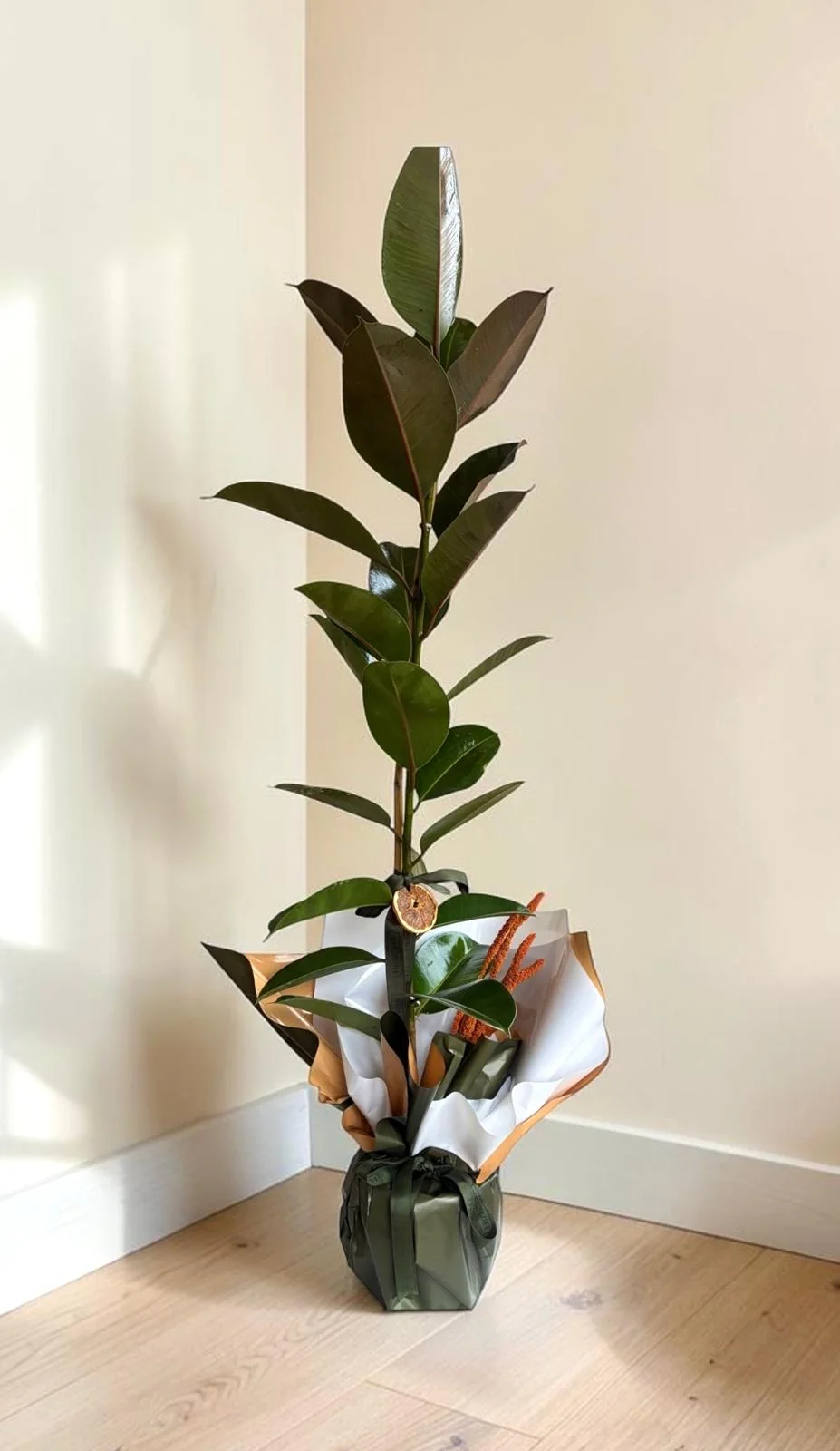 Kauçuk Bitkisi 100-110cm