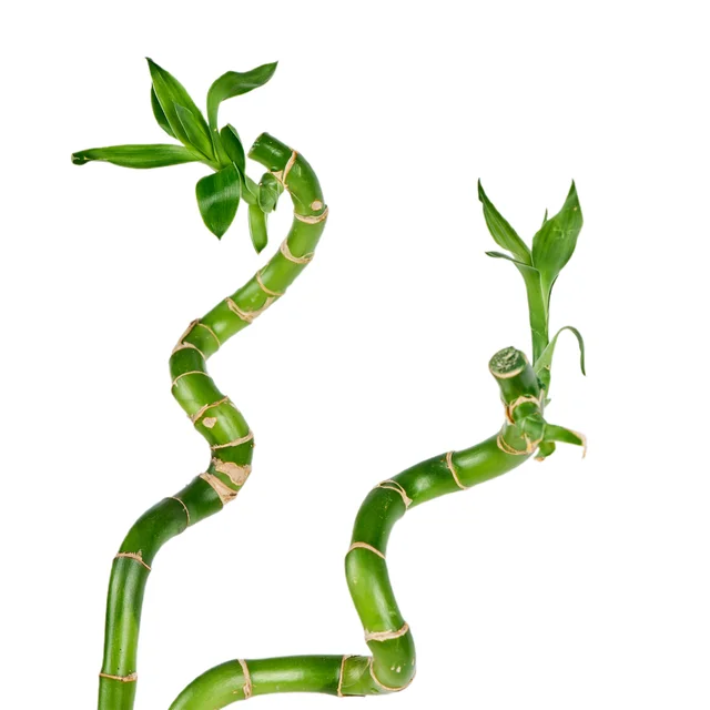 Fresh Bambu (60 cm) - 2
