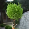 Top Limon Servi - 2