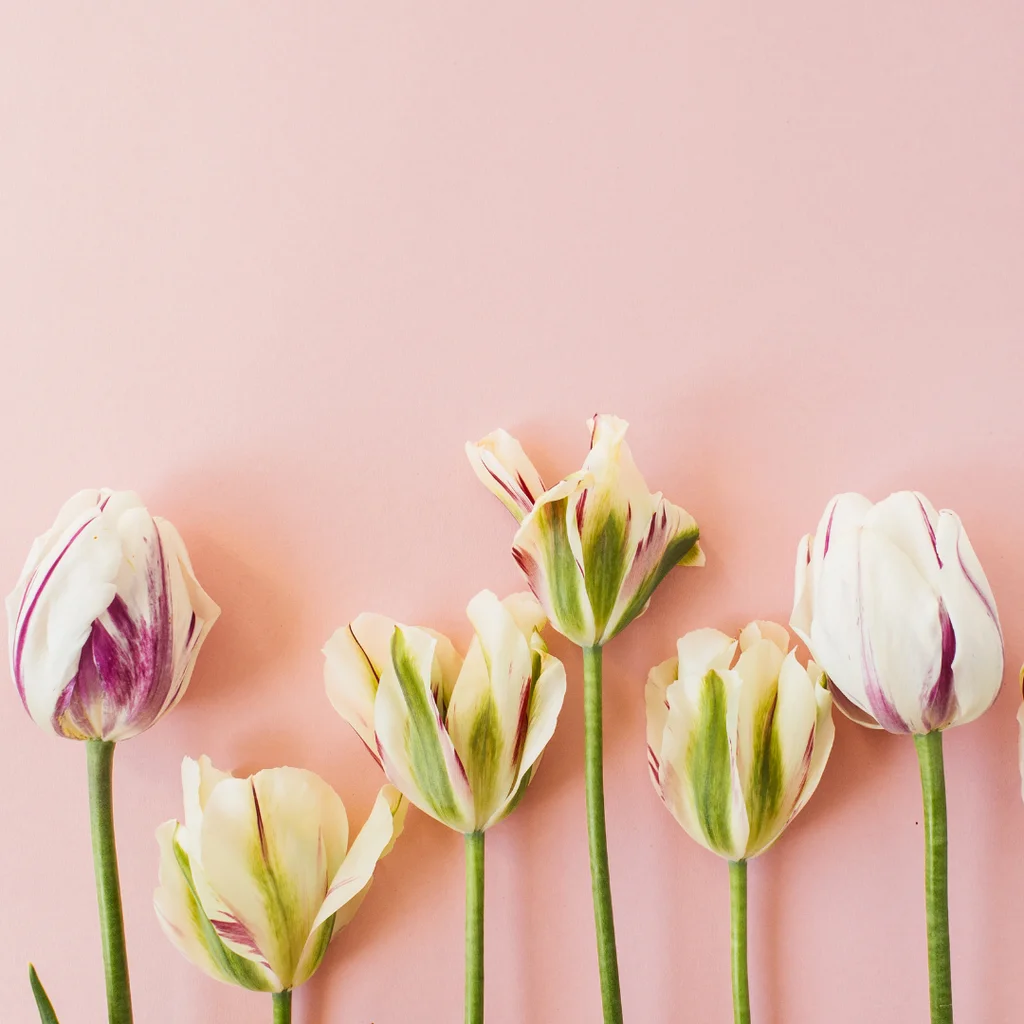 Çiçek Terimleri Sözlüğü