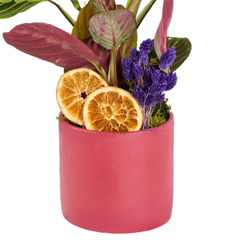 Saksılı Dua Çiçeği - 4