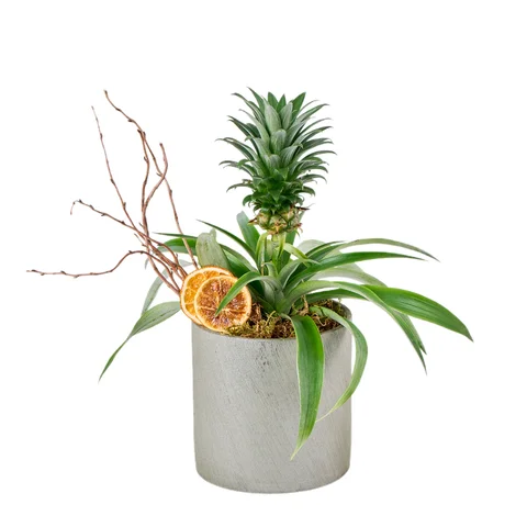 Saksılı Tropikal Ananas