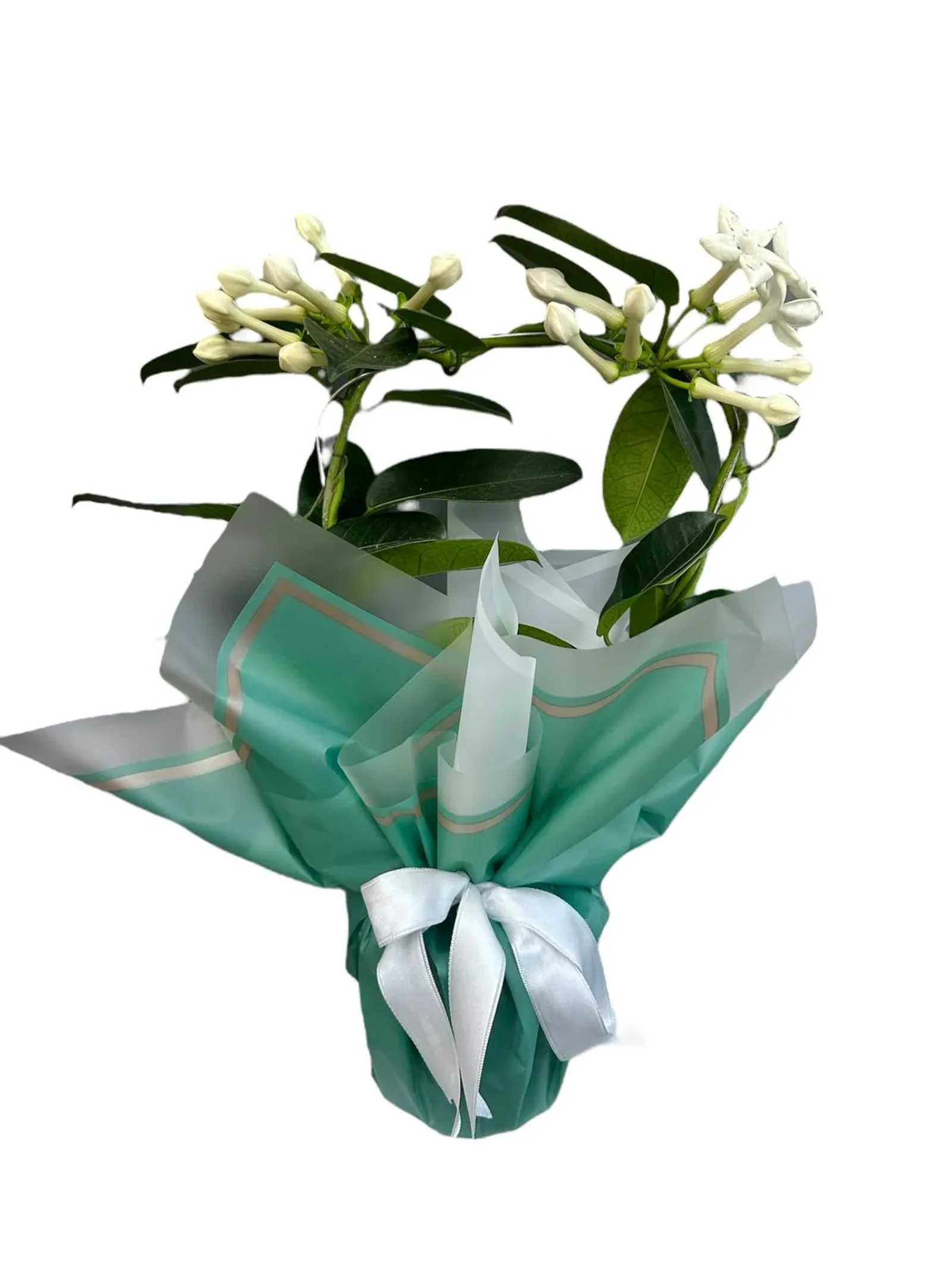 Madagaskar Yasemini