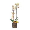 Lemon Gold Orkide