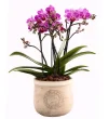 Pink Love Pretty Mini Orkide