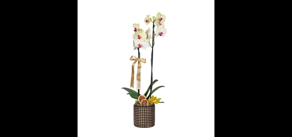 Lemon Gold Orkide