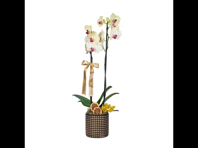Lemon Gold Orkide