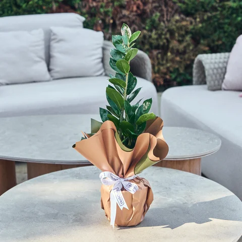 Zeze Çiçeği (Zamia Bitkisi)