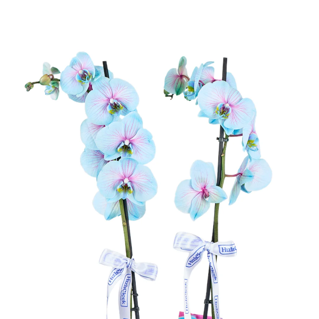 Double Lagoon Spark Orkide - 3