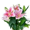 Saksılı Pembe Lilyum - 2