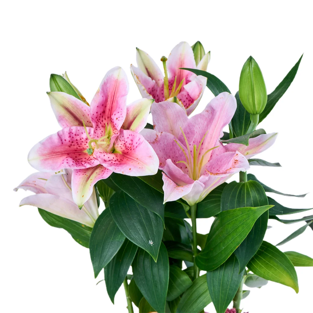 Saksılı Pembe Lilyum - 3