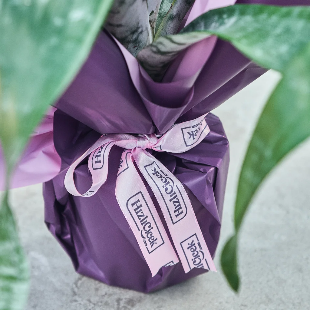 Kupa Çiçeği (Eşmeya) - 4