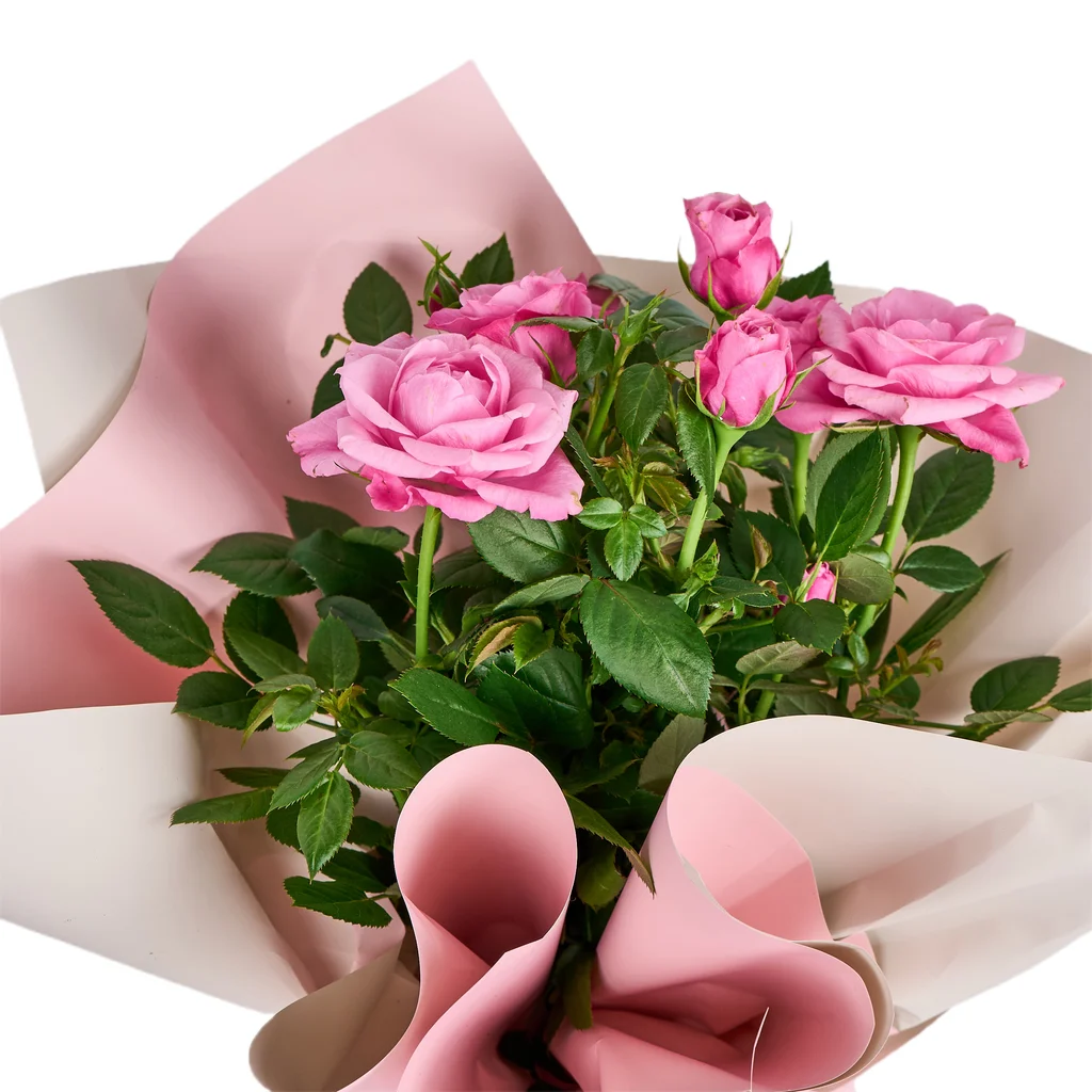 Pembe Gül Fidanı - 3