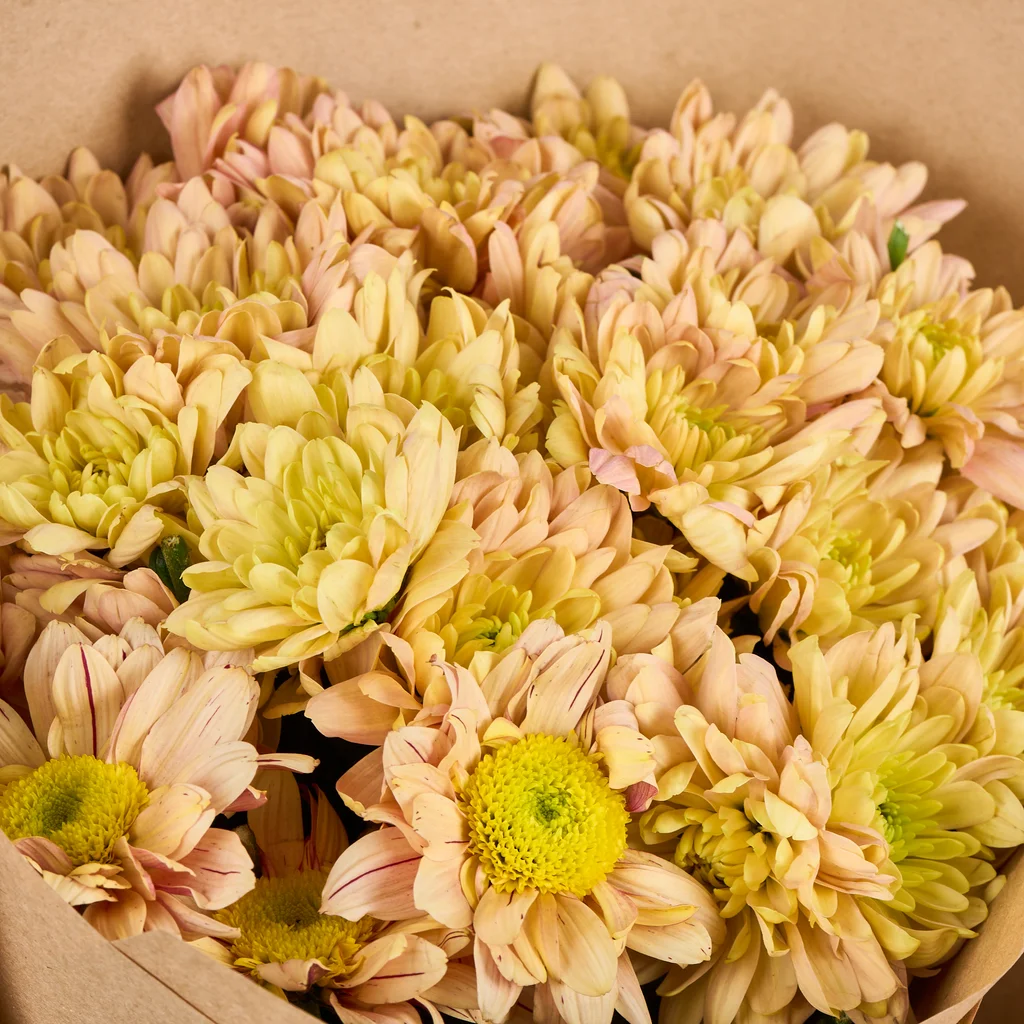 Somon Krizantem Buketi - 3