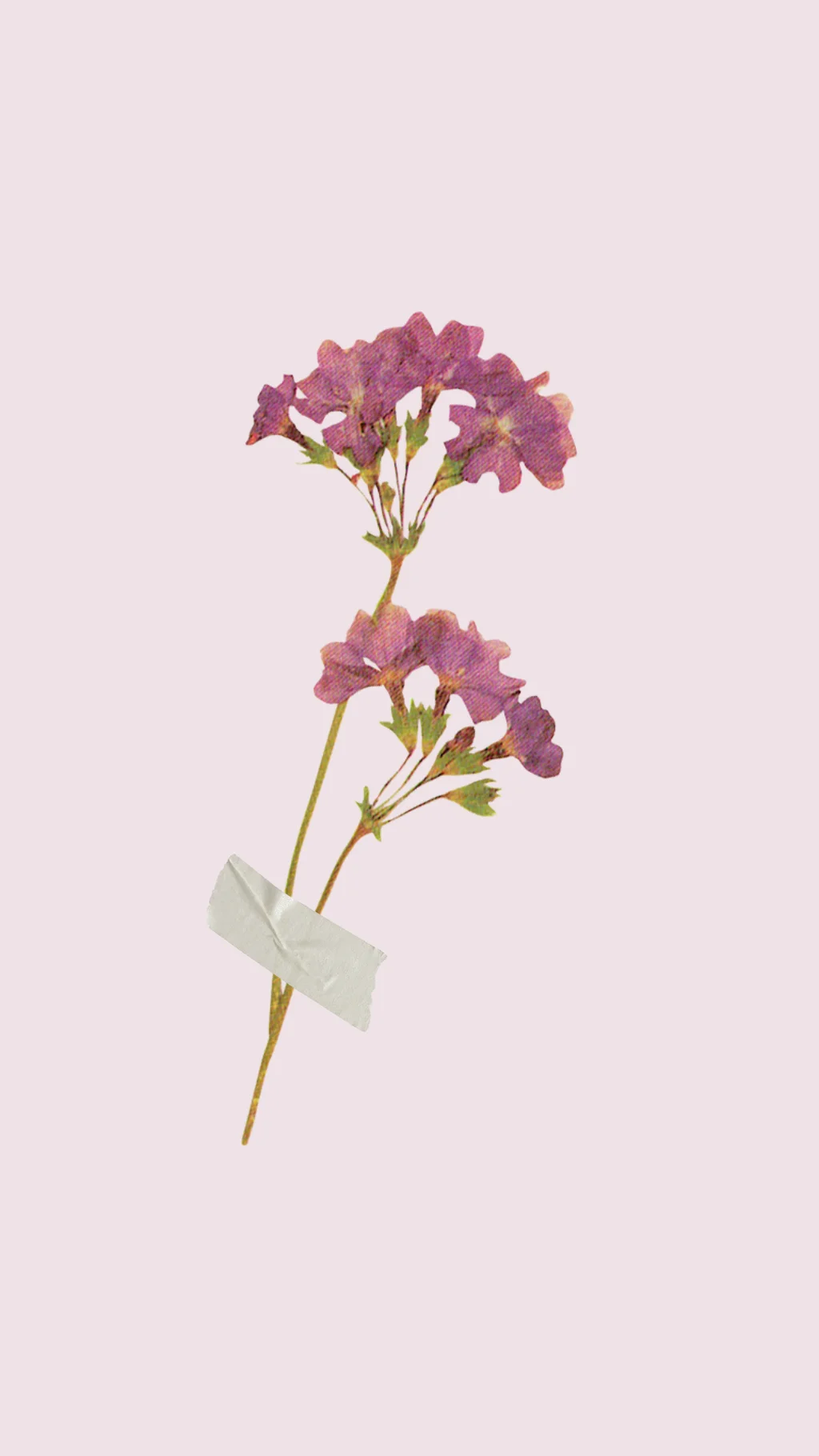 Çiçek Kurutma Yöntemleri: Anıları Sonsuzlaştırmanın Doğal Yolu