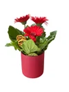 Kırmızı Saksı Gerbera