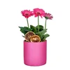 Pembe Saksı Gerbera