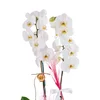 Saksıda Double White Orkide - 2