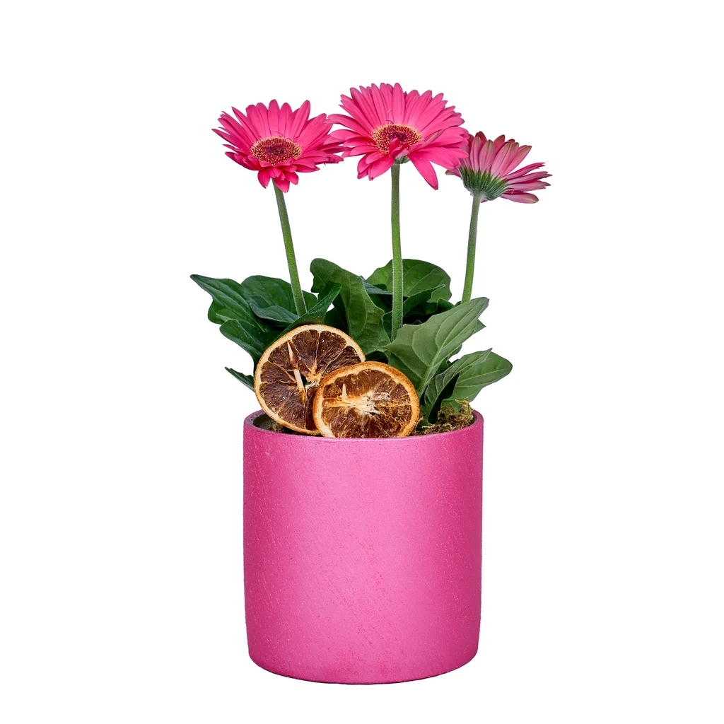 Pembe Saksı Gerbera