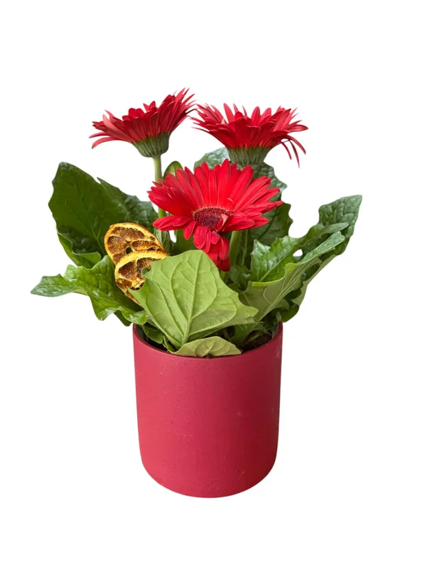 Kırmızı Saksı Gerbera
