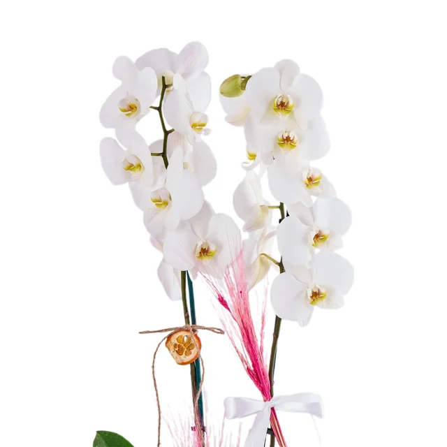 Saksıda Double White Orkide - 2