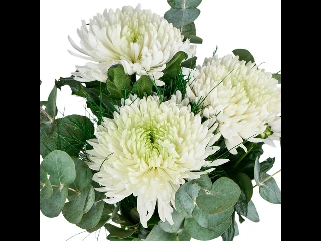 Vazoda Beyaz Kasımpatılar - 3