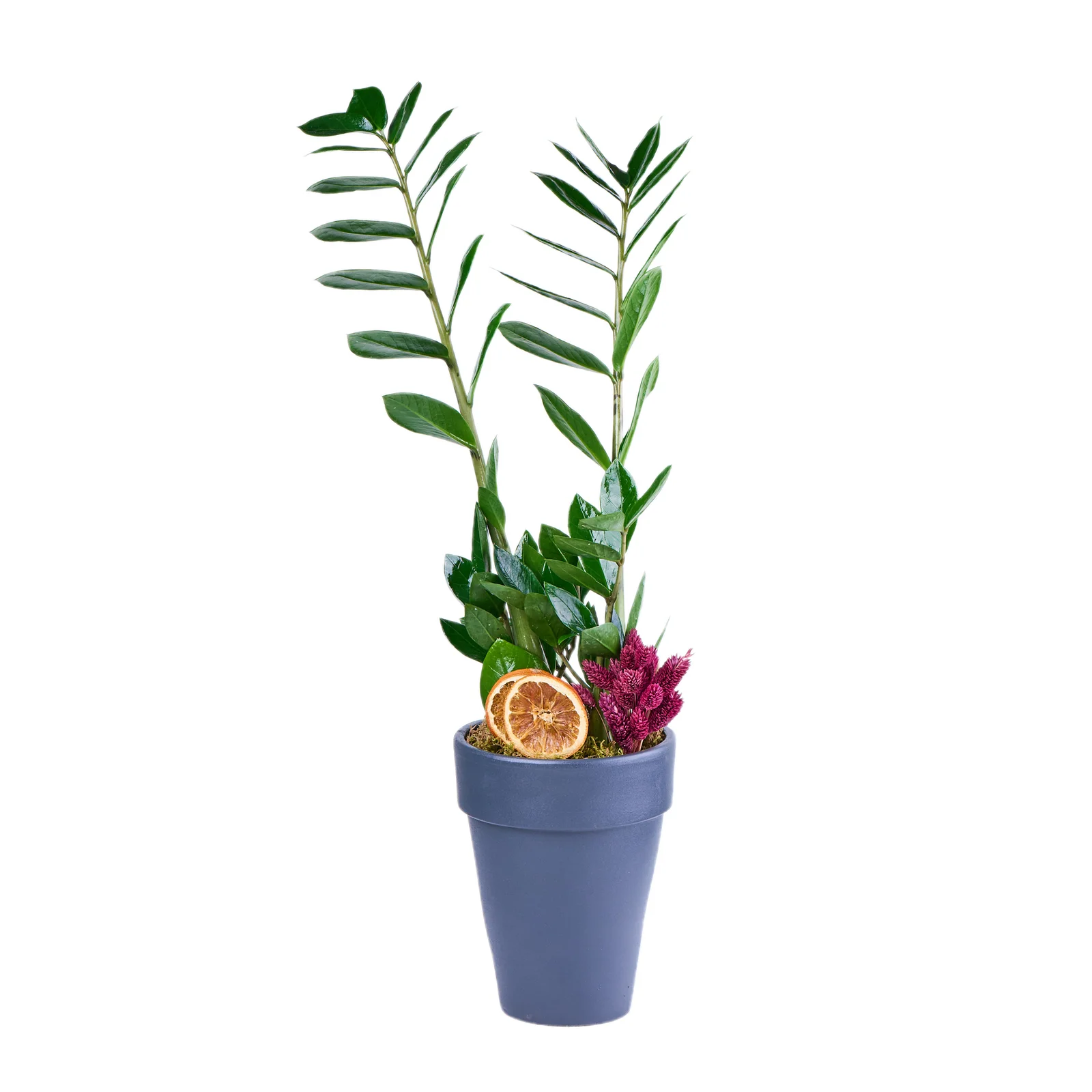 Zeze Çiçeği (Zamia Bitkisi)