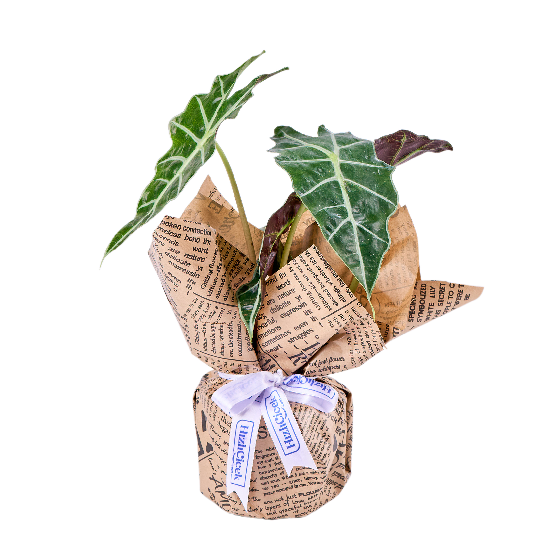 Fil Kulağı Bitkisi - 8