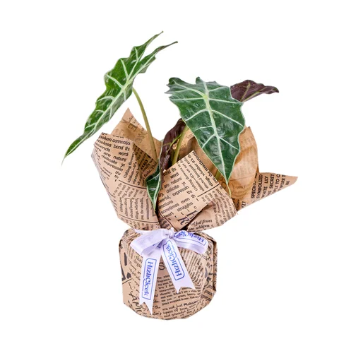 Fil Kulağı Bitkisi