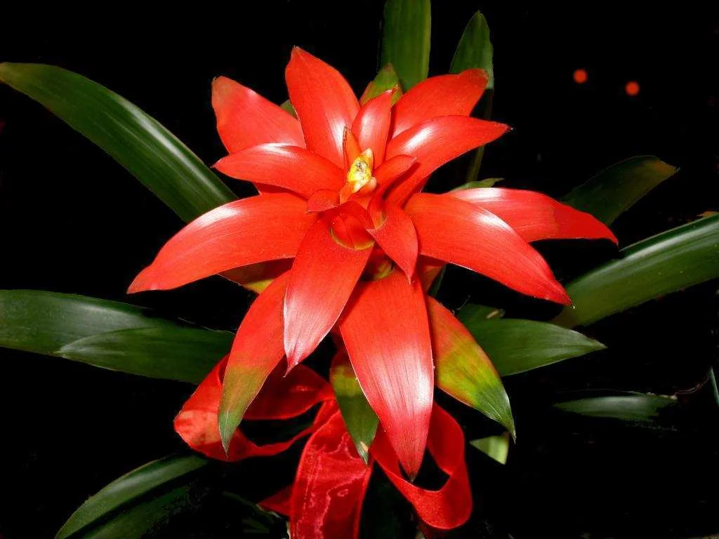 Guzmanya Bakımı: Sağlıklı ve Canlı Çiçekler 