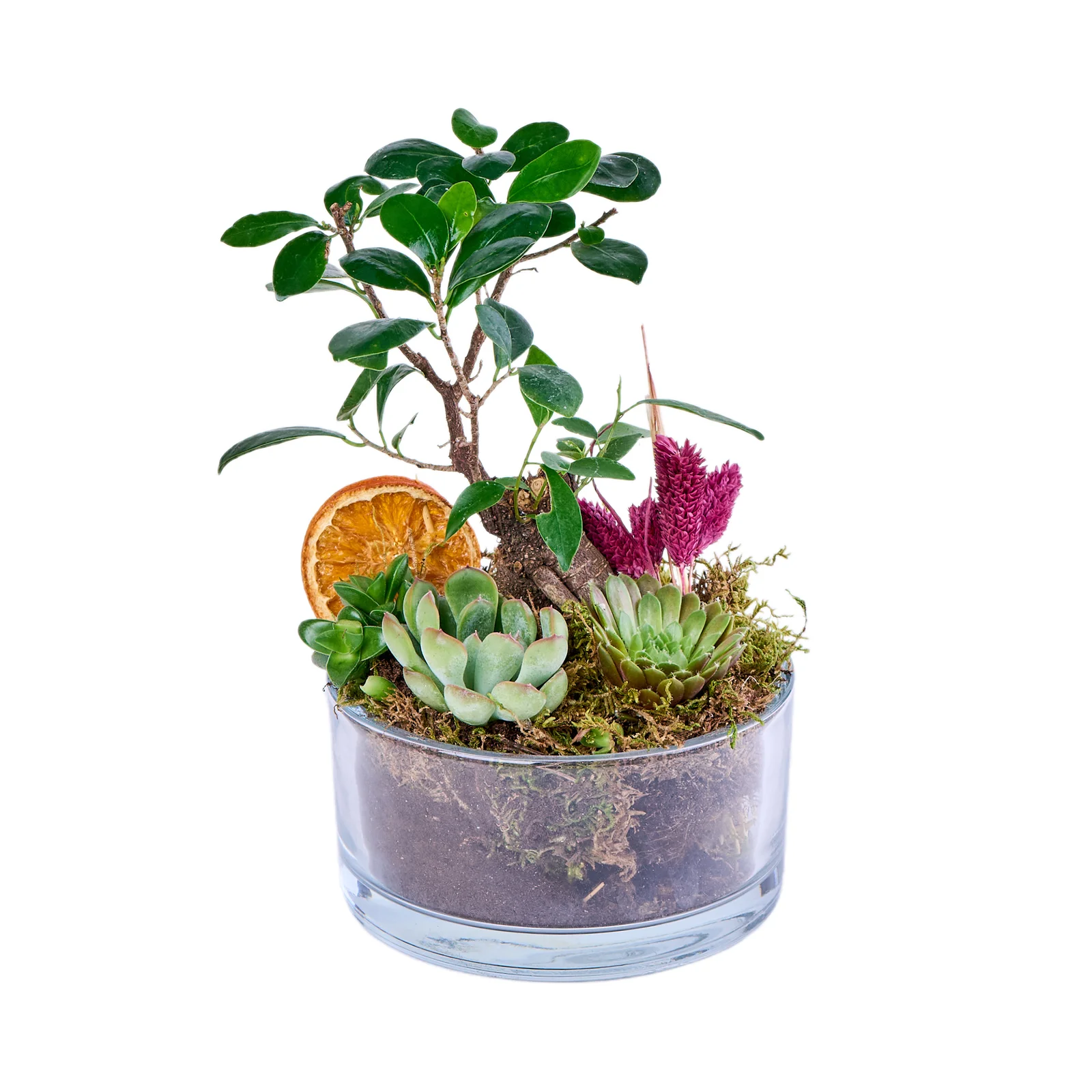 Tiny Green Garden