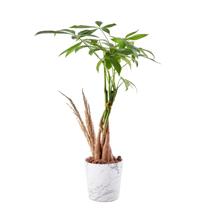 Para Ağacı (Pachira) - 50-60cm - 2