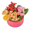 Renkli Kalanchoe Aranjmanı - 3