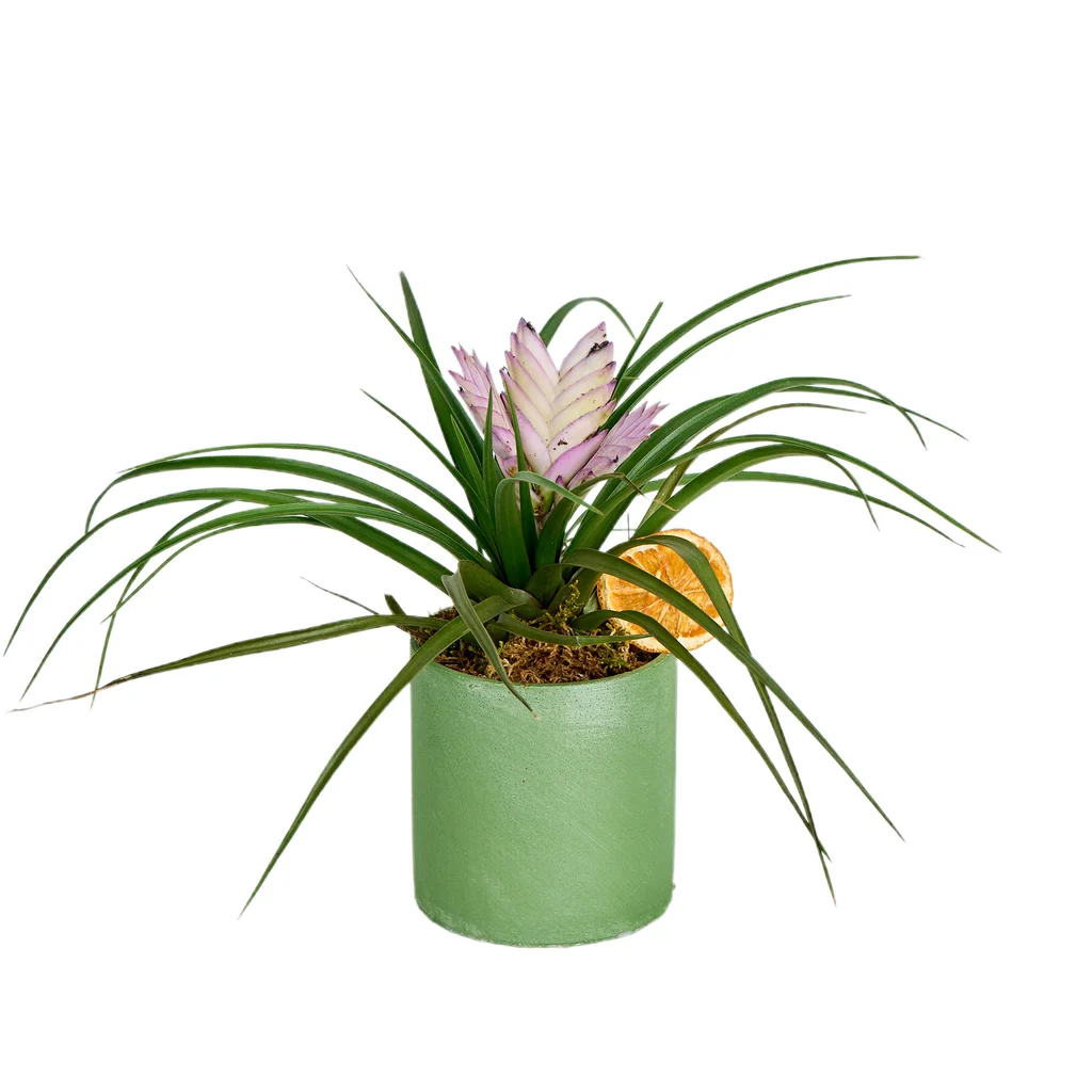 Hava Bitkisi(Tillandsia-hava çiçeği)