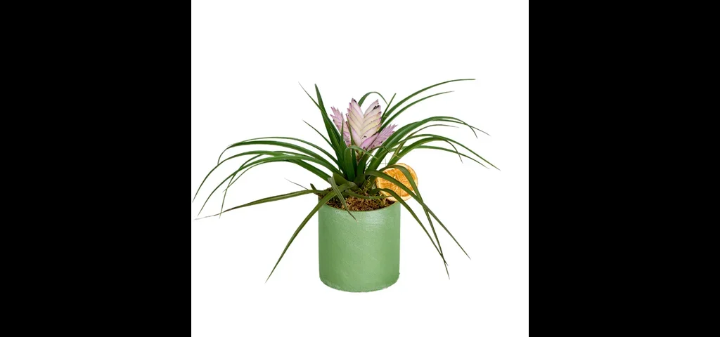Hava Bitkisi(Tillandsia-hava çiçeği)