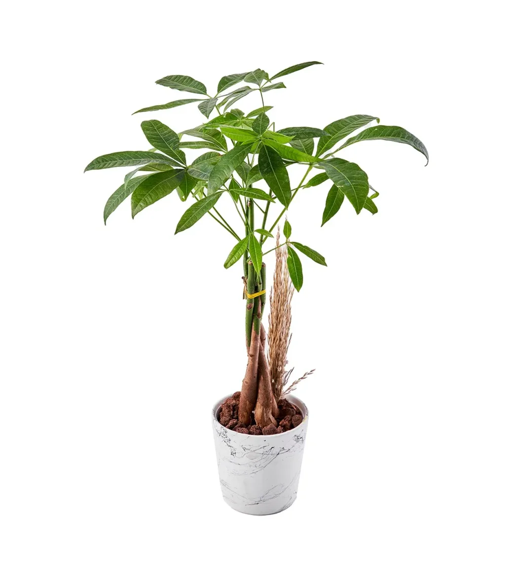 Para Ağacı (Pachira) - 50-60cm