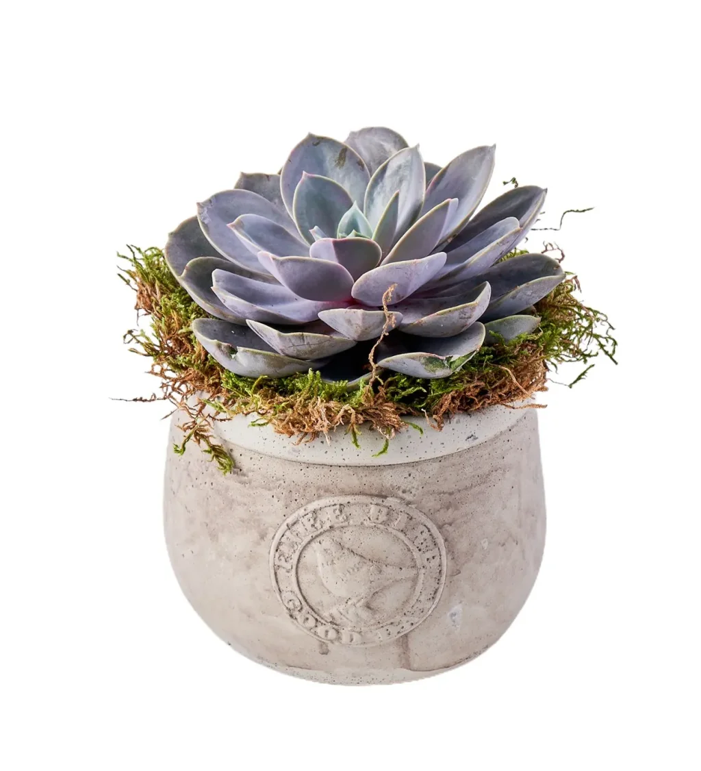 Saksıda Echeveria Bitkisi