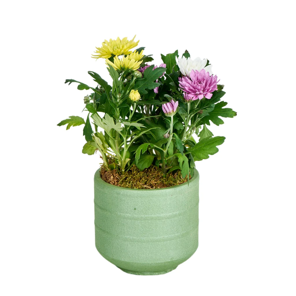 Saksılı 3 Renk Kasımpatı