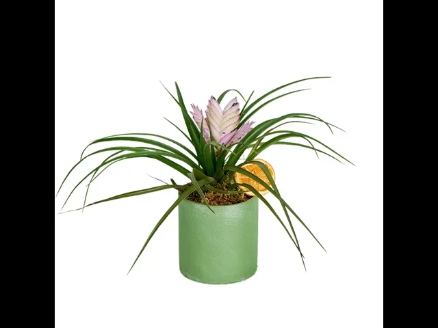 Hava Bitkisi(Tillandsia-hava çiçeği)