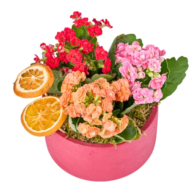 Renkli Kalanchoe Aranjmanı - 3