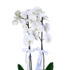 Emerald White Orkide - 2