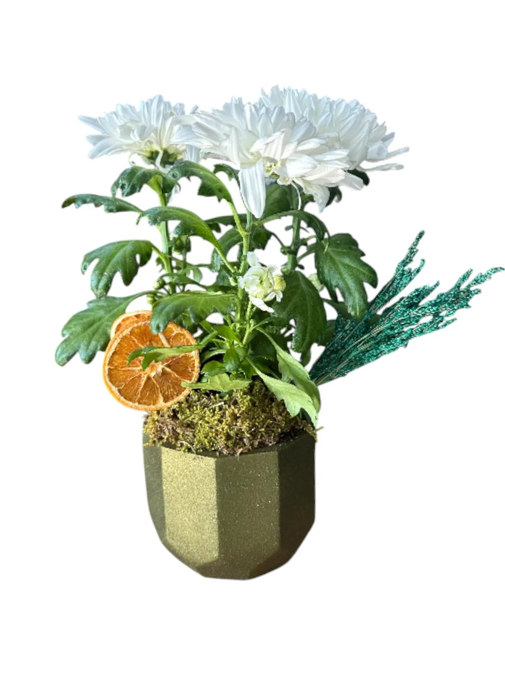 Pure White Kasımpatı