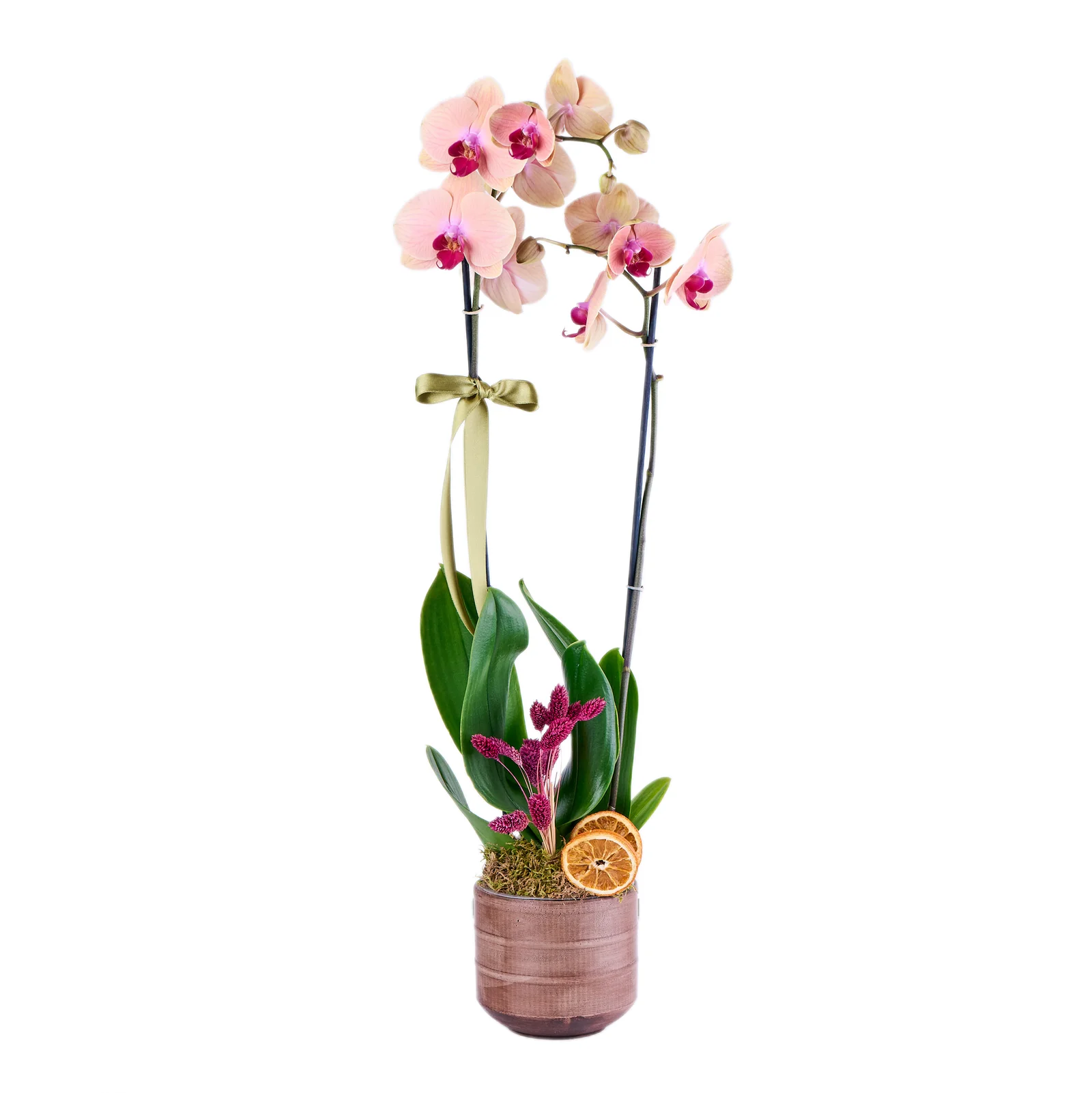 Berry Bloom Orkide