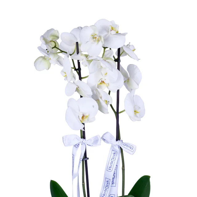 Emerald White Orkide - 2