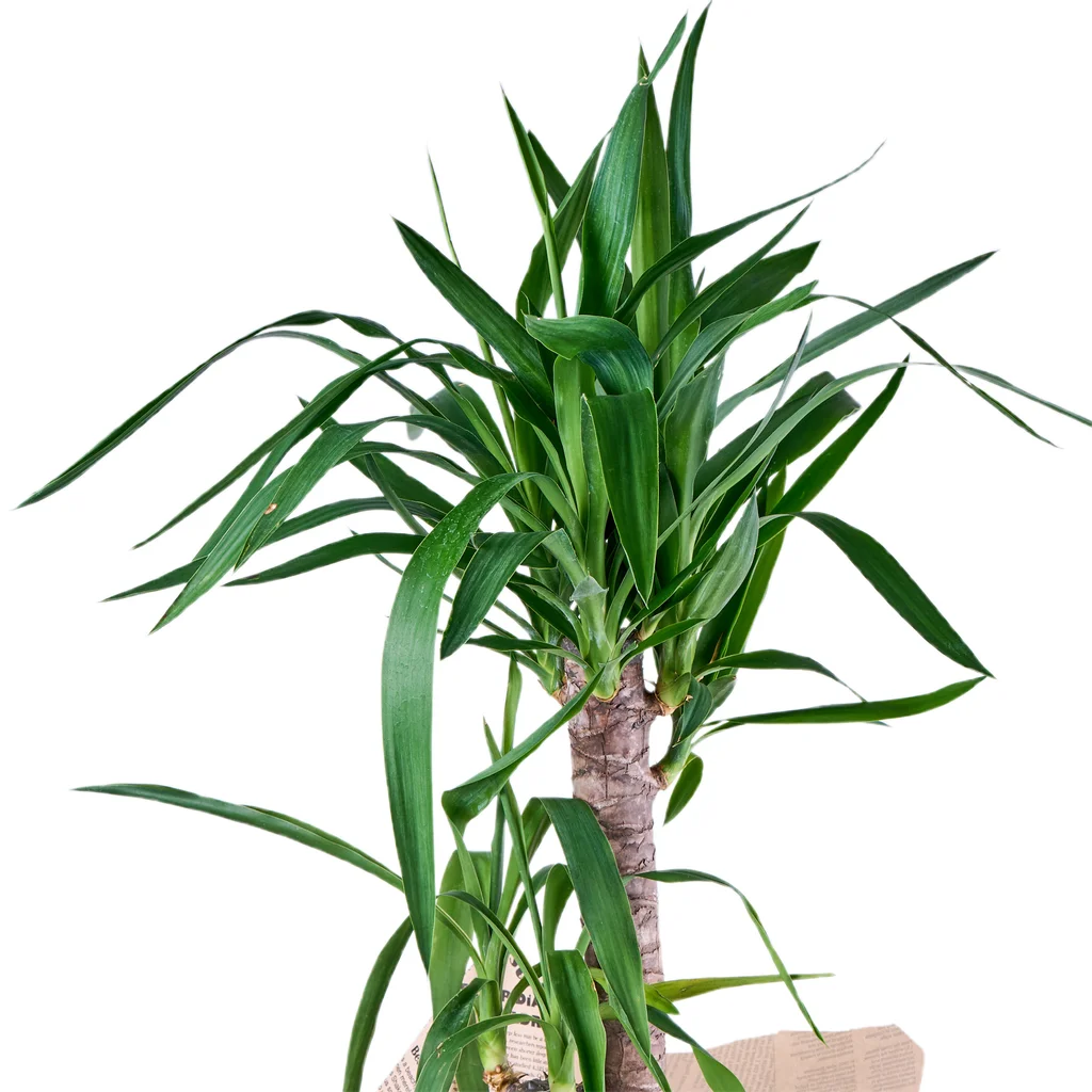 İkili Yuka Bitkisi - 3