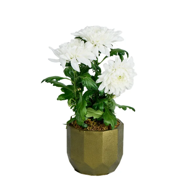Pure White Kasımpatı